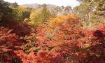 紅葉2